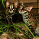 Illustration for article titled ZOMG BABY LEOPARD CATS!!!